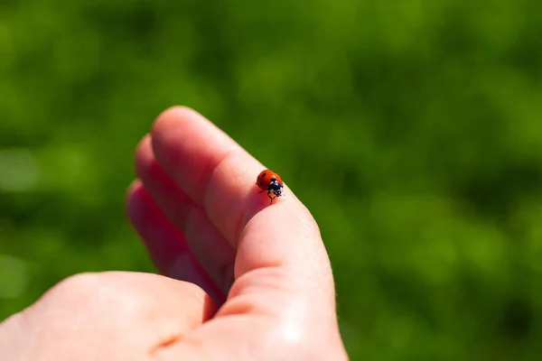 一个女人手上的瓢虫祝好运或爱的概念照片 — 图库照片