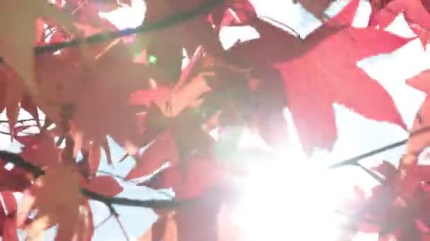 ใบไม เคร องบ นแกว งไปมาในลมและแสงแดดโดยตรงในฤด ใบไม นหล งฤด ใบไม — วีดีโอสต็อก