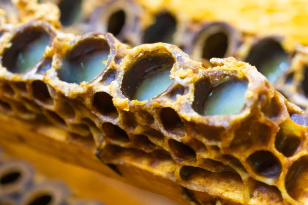 Queen cells full with royal jelly in focus. Royal jelly production background photo.