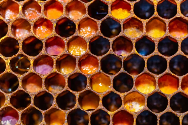 Komórki Plastra Miodu Pełne Pszczelich Chlebów Centrum Uwagi Pszczelarstwo Lub Obraz Stockowy