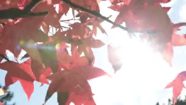 Bergoyang Daun Musim Gugur Merah Dalam Angin Dengan Sinar Matahari — Stok Video