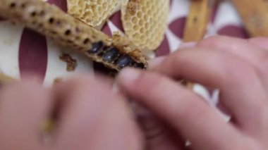 Royal Jelly yapımı dikey 4K video. Arı yetiştiricisi arı kraliçe hücrelerinin başlarını kopar. Yapay kraliyet jeli üretimi.