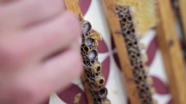 Apiculture dikey video. Kraliyet jölesi hasadı için arı kraliçe hücrelerini açıyorum. Royal Jelly Yapım 4k video.