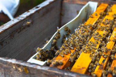 Plastik bölmeli ya da takip paneli olan bir arı kovanının içinde ve bal peteği çerçevelerinde arılar var. Görüntü arkaplan fotoğrafı.