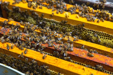 Arı kovanındaki bal peteği çerçevelerindeki arılar. Apiculture veya bal prodüksiyon arkaplan fotoğrafı.