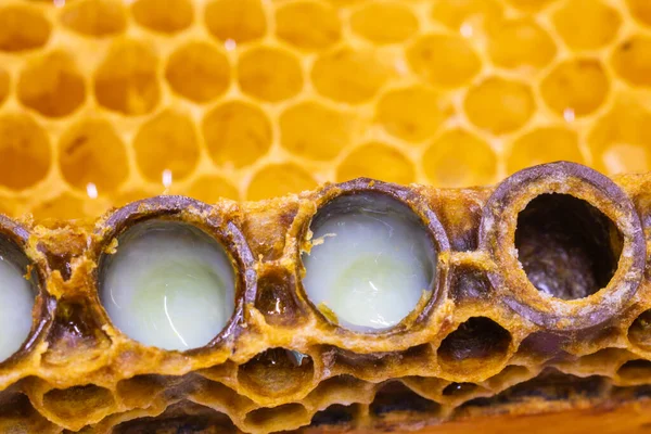Organic Royal jelly production background photo. Royal jellies in the bee queen cells in focus.