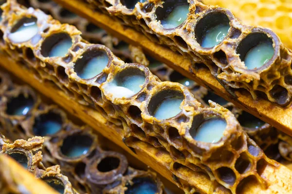 Organic royal jelly production background photo. Macroview of bee queen cells full with royal jelly in focus.