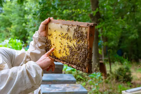 Beekeeper Apiarist Looking Pointing Honeycomb Frame Apiary Apiculture Background Photo — Stock Photo, Image