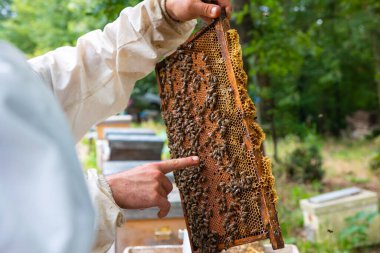 Apiculture ya da arı yetiştiriciliği ya da bal yapımı arka plan fotoğrafı. Arıcı elinde arılarla dolu bir petek çerçevesi tutuyor ve bir hücreyi ya da arıyı işaret ediyor..