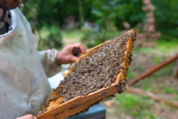 Peternak Lebah Memegang Bingkai Sarang Lebah Peternakan Lebah Foto Latar — Stok Foto