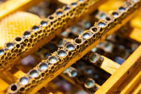 Bee queen cells full with royal jelly in focus. Royal jelly production background photo.