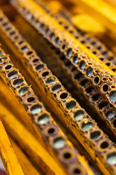 Bee queen cells full with royal jelly. Royal jelly production background photo. Apiculture vertical background photo.