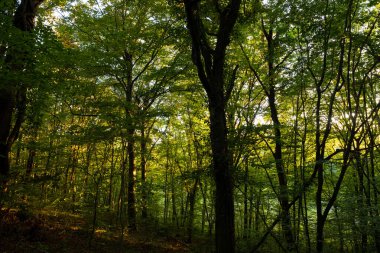 Gün batımında yemyeşil orman manzarası. Karbon nötr konsept fotoğraf. Ormandaki ağaçların silueti.