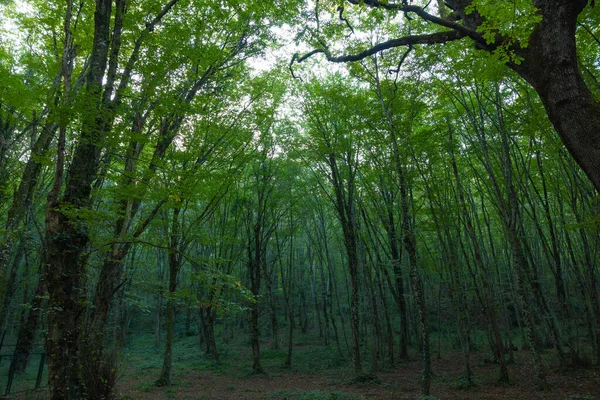 Widok Las Wewnątrz Środowisko Lub Węgiel Neutralne Zdjęcie Koncepcyjne Bujny — Zdjęcie stockowe