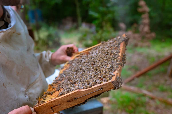 Imker Mit Einem Bienenwabengestell Voller Bienen Bienenhaus Honigproduktion Oder Imkerei — Stockfoto