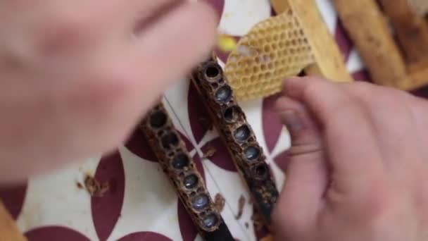 Бджоляр Відкриває Клітини Бджолиної Королеви Збору Королівського Желе Королівське Виробництво — стокове відео