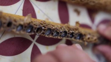 Kraliyet jölesi üretimi. Kraliyet Jelly 4k video toplamak için arı kraliçe hücrelerini açıyorum..