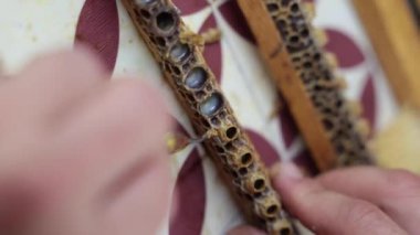 Royal Jelly yapımı dikey arka plan 4K video. Arı yetiştiricisi arıların kraliçe hücrelerini koleksiyonluk kraliyet jölesi için kesti..