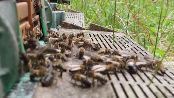 Полное Видео Медленного Движения Пчел Заходящих Улей Фокусе Пчеловодство Пчеловодство — стоковое видео