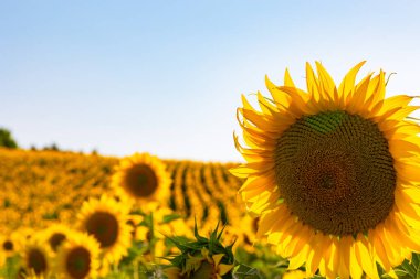Endüstriyel tarım konsepti fotoğrafı. Odaklanmış bir ayçiçeği ve arka planda ayçiçeği tarlası.