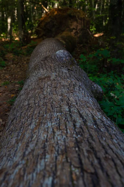 Een Dode Boom Bosgrond Ecologie Milieu Achtergrond Foto — Stockfoto