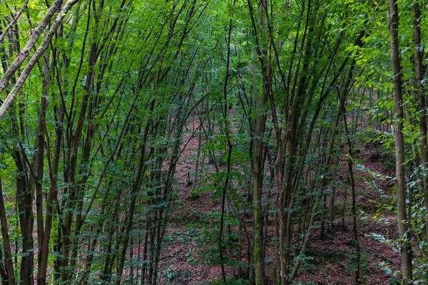 Ağaçlarda Yeşil Yapraklar Olan Yemyeşil Orman Manzarası Karbon Net Sıfır — Stok fotoğraf