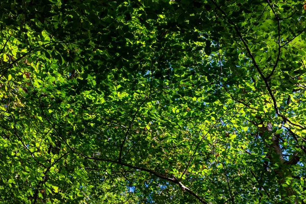 Grüne Blätter Den Bäumen Vollbild Ansicht Carbon Net Zero Oder — Stockfoto