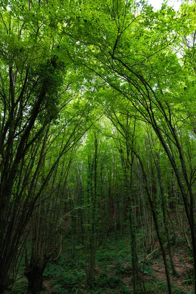 Vista Exuberante Floresta Verde Neutralidade Carbono Carbono Líquido Conceito Zero — Fotografia de Stock