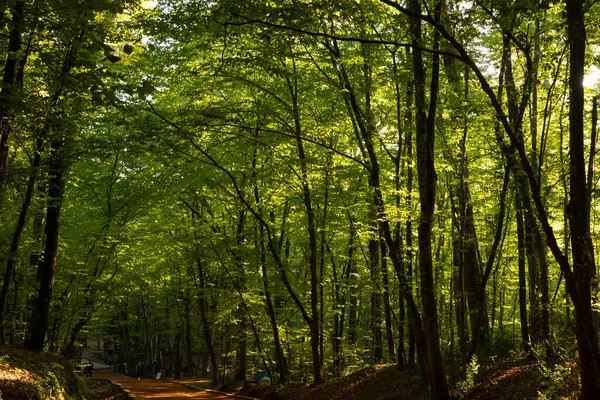 Silhouette Alberi Tramonto Nella Foresta Foto Sfondo Della Giornata Mondiale — Foto Stock