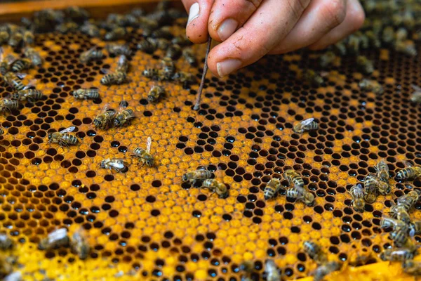 Beekeeper opening a cell with a stick for helping the birth of a bee. Honeycomb and bees. Apiculture or beekeeping concept background photo.