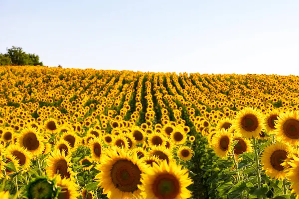 Sunflower field at sunset. Agriculture or farming background photo. Industrial crops concept photo.