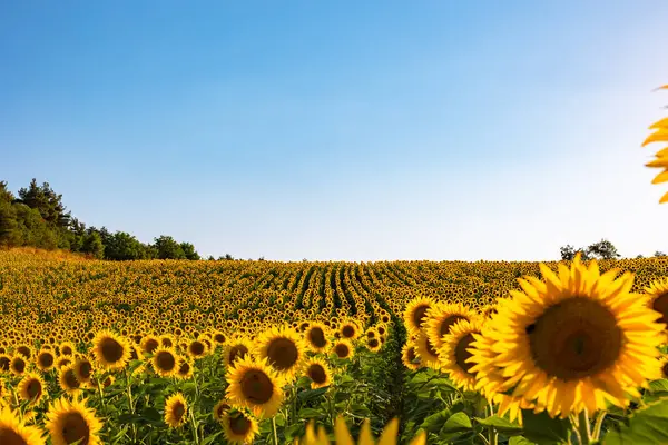 Sunflower field with clear blue sky. Industrial crops background photo.