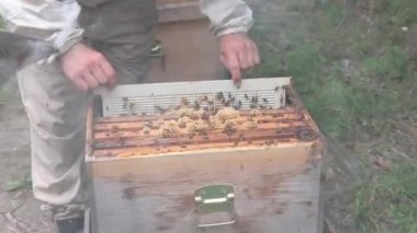 Arıcılık ya da apikültür arka plan 4k video. Arıcı arı kovanı ve diğer arı yetiştiricilerinin çerçevelerini arı içicisi kullanarak kaldırır.