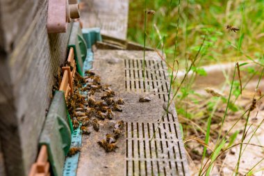 Bal arıları odak noktasından tahta arı kovanına giriyorlar. Arıcılık veya apikultür arkaplan fotoğrafı.