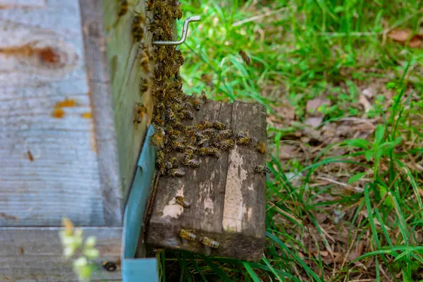 Apiculture Beekeeping Background Photo Bees Entering Wooden Beehive Closeup View — Stock Photo, Image