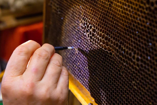 Beekeeper extract the honeybee eggs from the honeycomb for produce the royal jelly. Royal jelly production or grafting background photo.