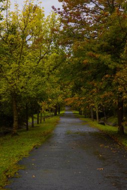 Sonbahar dikey fotoğrafında ormanda bir yol. Sonbahar arka plan fotoğrafı. Ormanda sonbahar manzarası.