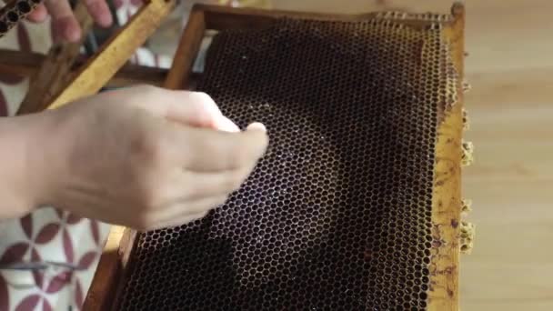 Королівське Виробництво Желе Або Щеплення Відео Видобуток Яєць Медоносних Бджіл — стокове відео