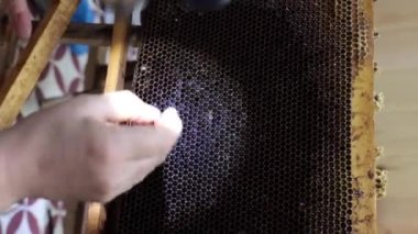Kraliyet jölesi 4K dikey video üretimi için bal peteği hücrelerinden iğne ya da arı yumurtası çıkarma. Görüntü ya da arıcılık konsepti görüntüleri.