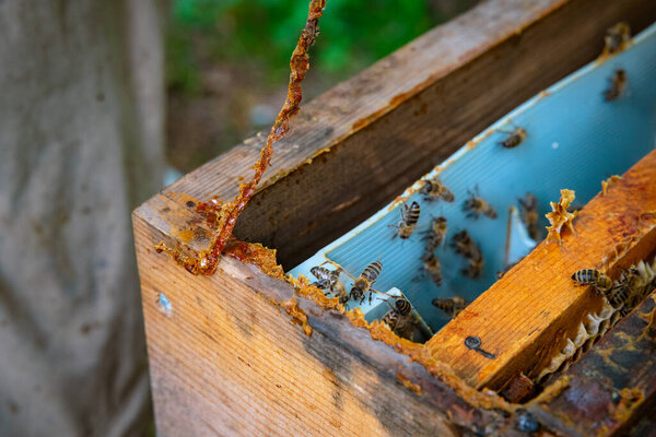 Raw propolis or bee glue on the beehive. Beekeeping or apiculture background photo.