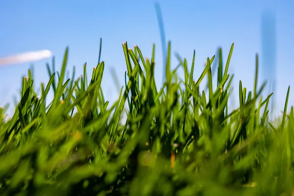 Frisch Grüne Gräser Fokus Und Strahlend Blauer Himmel Hintergrund Carbon — Stockfoto