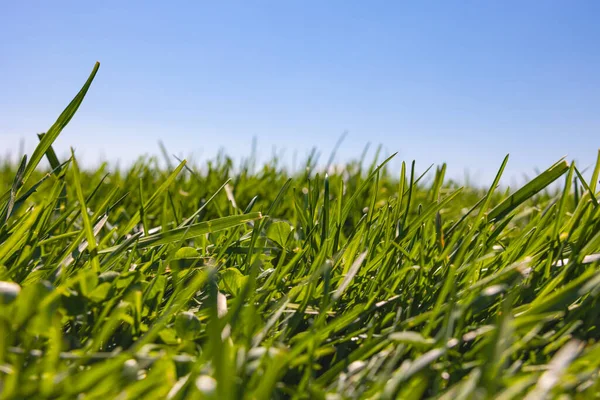 Frisch Grünes Grasfeld Oder Wiesenblick Vom Boden Und Blauer Himmel — Stockfoto