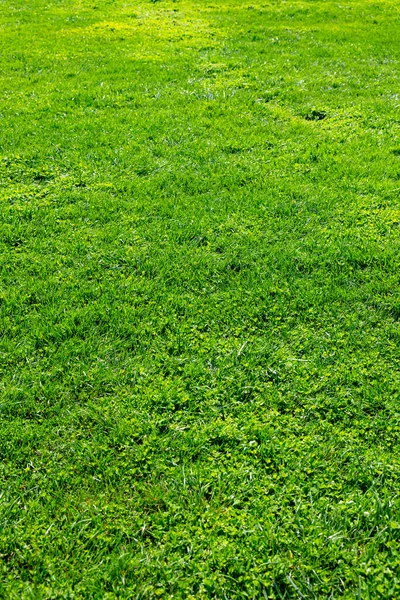 Wiese Oder Feld Oder Hof Hintergrundbild Grüne Gräser Vertikalen Blick — Stockfoto