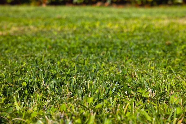 Färsk Grön Gräs Äng Eller Fält Gräs Fokus Från Marknivå — Stockfoto