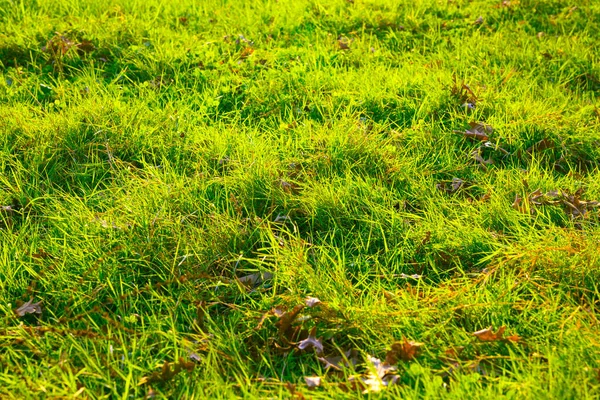 Fresh Green Grasses Fallen Leaves Full Frame View Nature Autumn — Stock Photo, Image