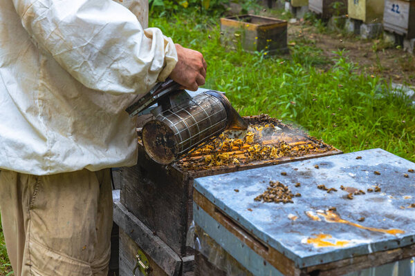 Beekeeper using a bee smoker for checking the beehive. Apiculture or beekeeping background photo.