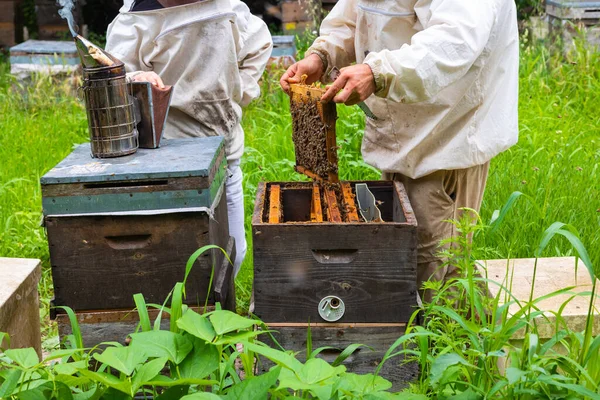 Méhészek Vagy Méhészek Ellenőrzik Méhkaptárakat Méhészekkel Védőruhával Méhészetben Méhészeti Vagy — Stock Fotó