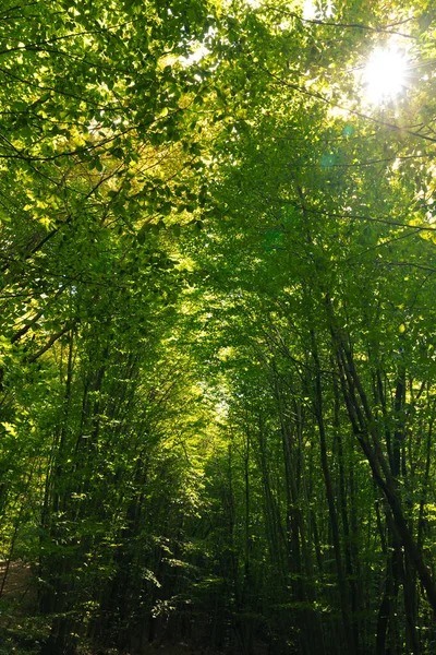 Erdőre Néző Közvetlen Napfénnyel Karbonsemlegességi Háttér Fotó Carbon Net Zero — Stock Fotó