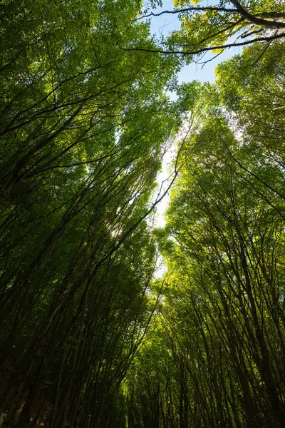 Πλούσια Θέα Στο Δάσος Κάθετη Βολή Φόντο Έννοιας Της Ουδετερότητας — Φωτογραφία Αρχείου