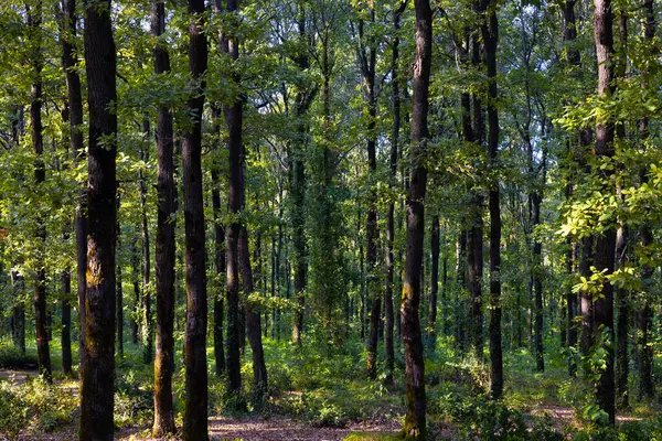 Vista Floresta Pôr Sol Partir Interior Floresta Carbono Neutralidade Conceito — Fotografia de Stock